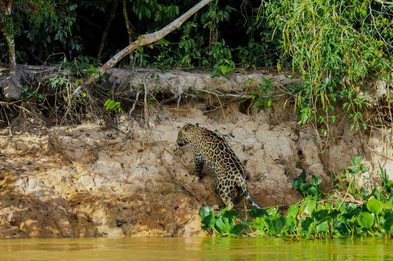 Santa Rosa Pantanal Hotel Porto Jofre 외부 사진