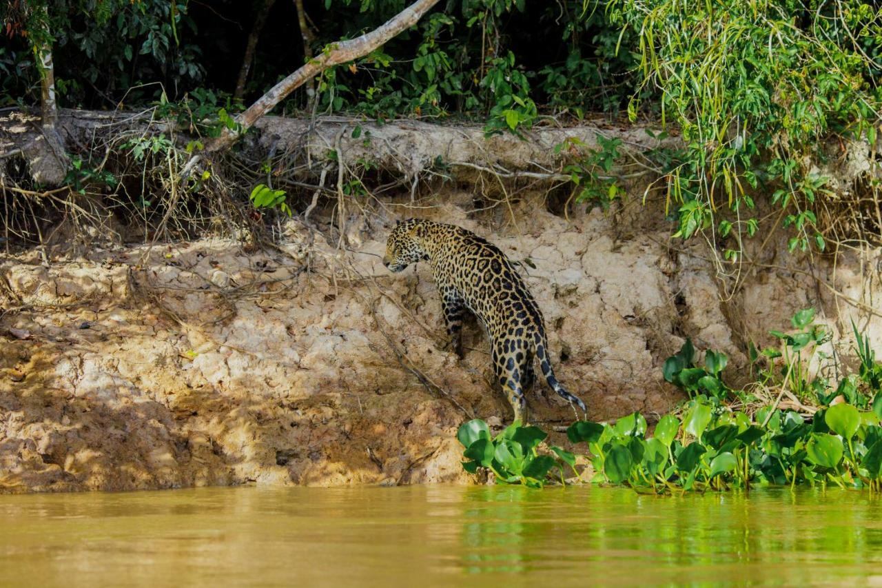 Santa Rosa Pantanal Hotel Porto Jofre 외부 사진